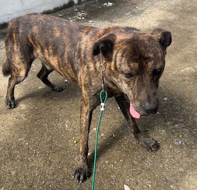 종료(입양) 믹스견…